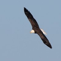 eagle120614-1.jpg