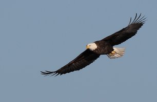 eagle120614-3.jpg