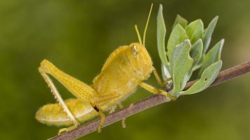Garden Locust Nymph 04.jpg