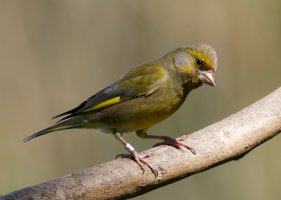Greenfinch_4155_DxO.jpg
