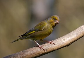Greenfinch_1242_DxO.jpg