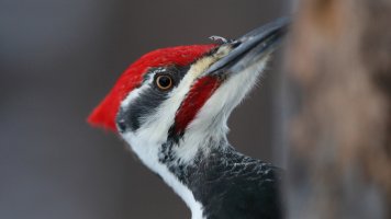 Portrait Big Daddy_22941.JPG