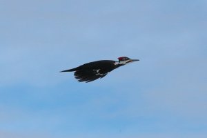 Pileated_F_flying_22927.JPG