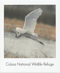 flying white bird pm.jpg