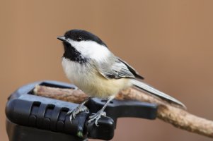 Chickadees Test-2.jpg
