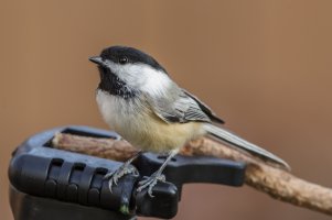 Chickadees Test-1.jpg