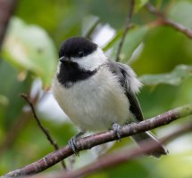 BlackCappedChickadee9978_VeryCrop.jpg