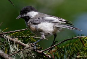 BlackcappedChickadee_1_9064_VeryCrop.jpg