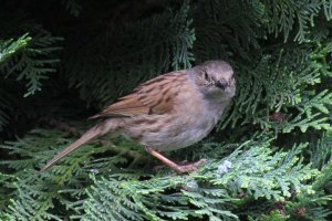 Dunnock100-400.JPG