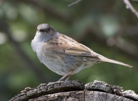 Dunnock600.jpg