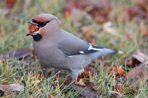 BohemianWaxwing_23291.JPG