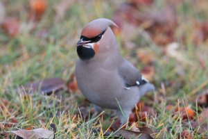 BohemianWaxwing_23302.JPG