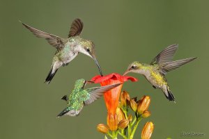 3 hembras en clarin_MG_9602.jpg