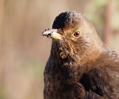 FemaleBlackbird1451_portrait.jpg