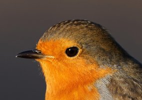 Robin1486_Portrait.jpg