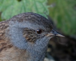 Dunnock1547_Portrait.jpg