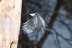 Chickadee_23513.JPG