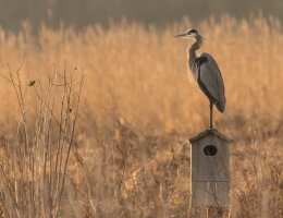 Heron on Wood Duck Box.jpg
