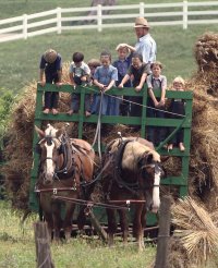 Amish Harvest.jpg
