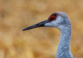 crane profile.JPG