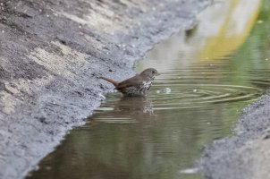 IM5D_020685 Fox Sparrow (Sooty) RSZ.jpg