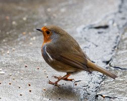 First_Robin_1767_DxO.jpg
