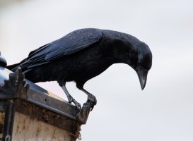 First_crow_1797_DxO.jpg