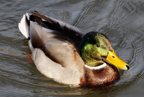 First_Duck_1789_DxO-1.jpg