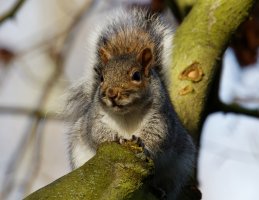 First_Squirrel_1776_DxO.jpg