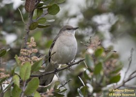 IM5D_020689 Northern Mockingbird.jpg