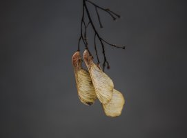 Maple Seeds 400ii 5D.JPG