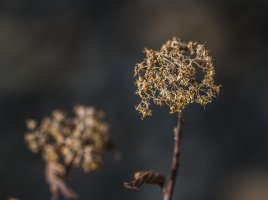 Dry Spirea 400ii 5D.jpg