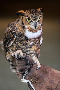 Pete's Angry Eyes.jpg