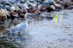 Cape Breton Heron.jpg