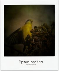 san jose lesser goldfinch painted with texture background pm.jpg