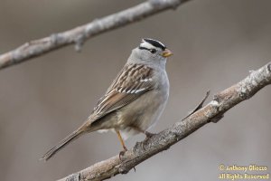 IM5D_020722 White-crowned Sparrow (male).jpg