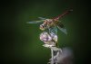 Dragonfly 300 5D.jpg