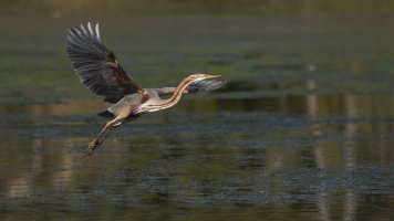 Purple Heron At The Pond.jpg
