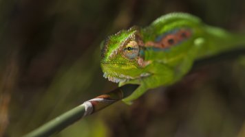 The Dwarf of Round Earth.jpg