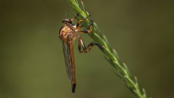 Twilight Assassin.jpg