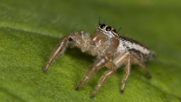 Jumping Spider.jpg