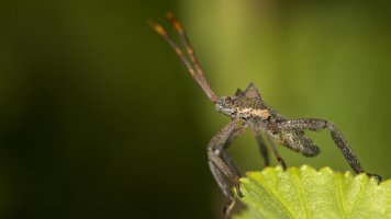 The Coreidae King.jpg