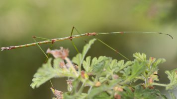 Thunberg's Stick Insect.jpg