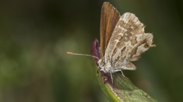 Emperor Butterfly 1.jpg