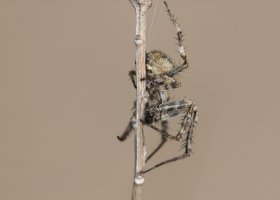 Eensy Weensy Spider.jpg