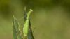 Mantis Green.jpg