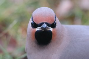 The Masked Bandit_23155.JPG