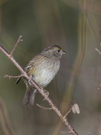 small pond birdc                                                      .JPG