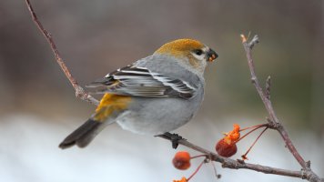 Pine Grosbeak_F_23673.JPG