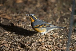 varied thrush 12 27 14c                                                      .jpg
